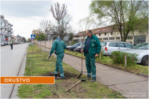 sadnice zrenjanin 2 ambasadora