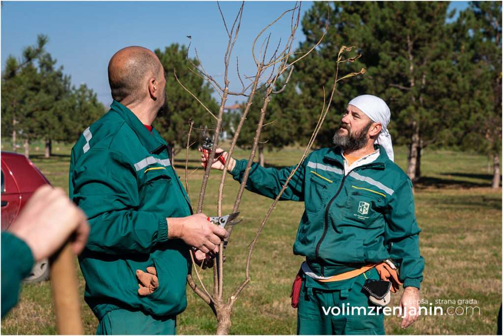 sadnice putnikovo zrenjanin 019