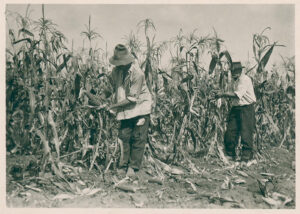 agrarno nasledje banata berba kukuruza okolina zrenjanina 1935 naslovna
