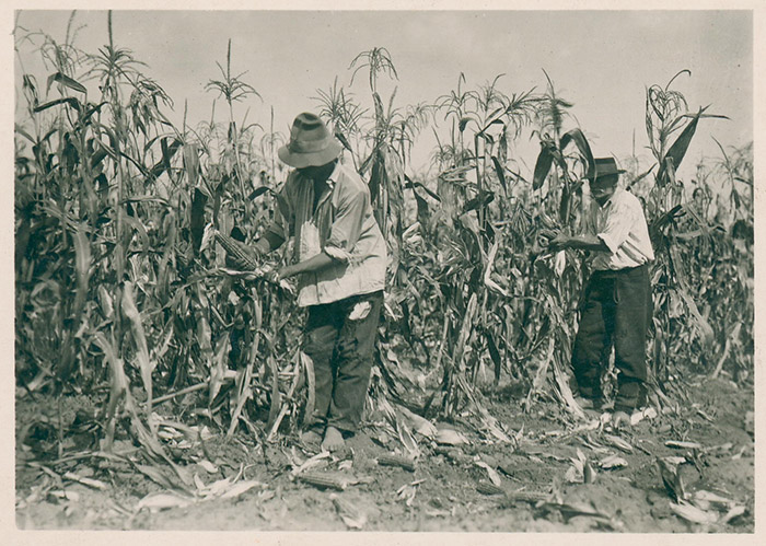 agrarno nasledje banata berba kukuruza okolina zrenjanina 1935 naslovna