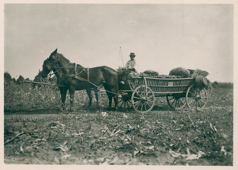 prevoz kukuruza u dugackim kolima okolina zr 1935