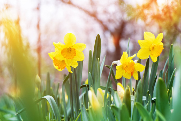 yellow daffodil narcissus blooming garden naslovna