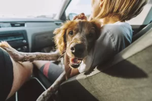 cute white red dog sitting car n