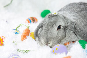 rabbit easter eggs green n