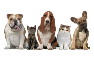 svetski dan veterinara n