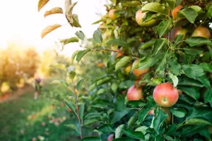 apple orchard n 6488063f4caf3