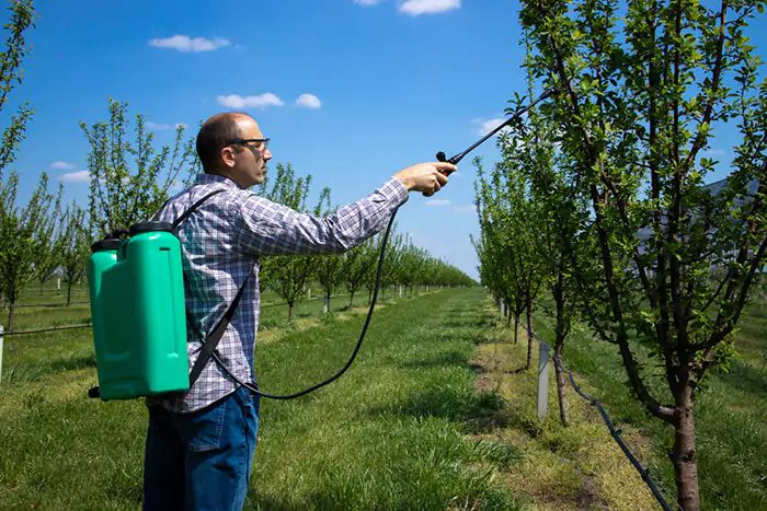 male agronomist treating apple trees with pesticides orchard n