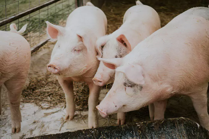 selective closeup shot pink pigs barn n 649d2b894ddf5