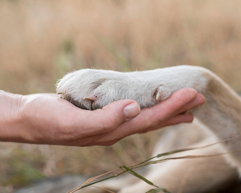 side view person holding dog s paw