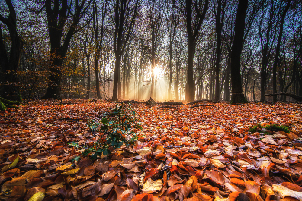 high angle shot red autumn leaves ground forest with trees back sunset