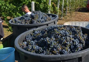 vinogradi marovac 1 n