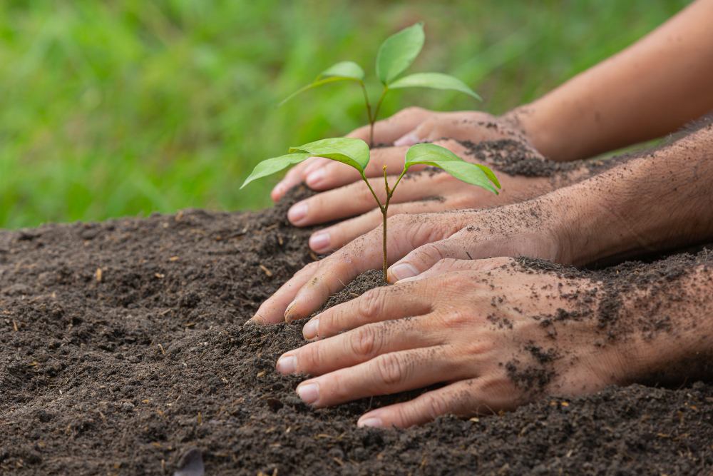 close up picture hand holding planting sapling plant