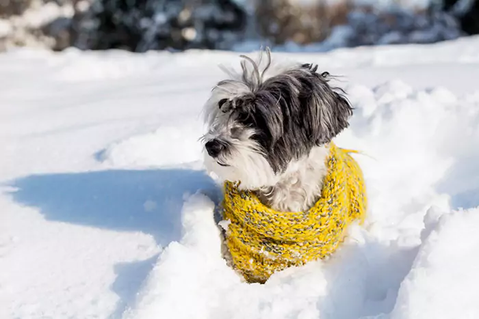 dog with yellow scarf snow n 65ac3c1f325d8