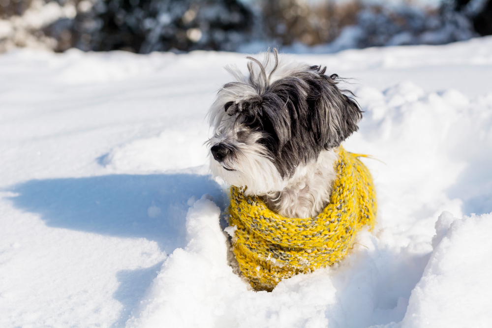 dog with yellow scarf snow
