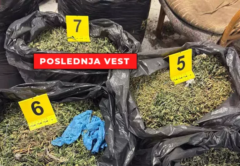 marihuana novi becej n