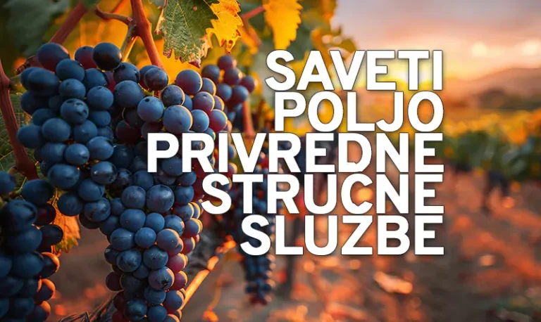 orezivanje vinograda n
