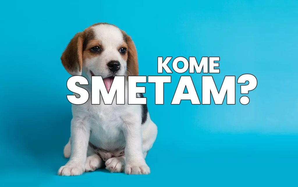 kome smetaju kuce 1 68f091955950a
