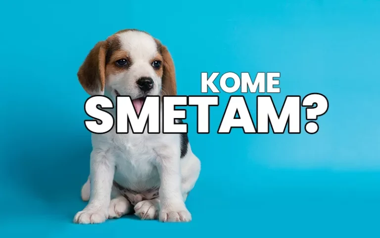 kome smetaju kuce n