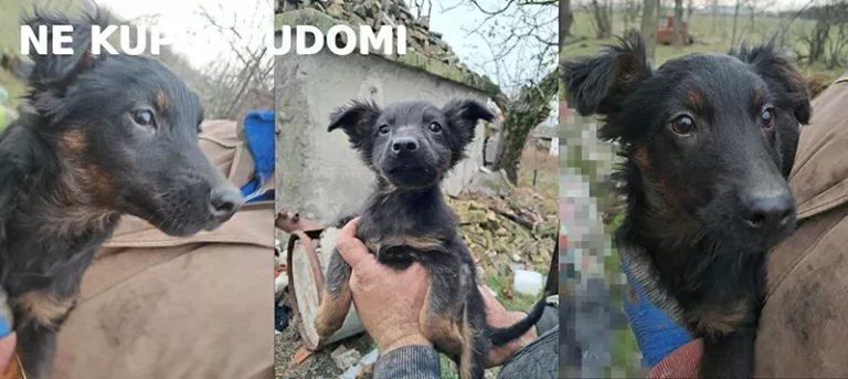 alexa kolaz ne kupuj udomi n 698f62d925dc1