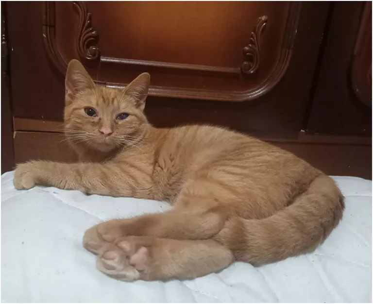 616827572 1214595547470827 8958118867917072380 n 69ab4dd455d4c