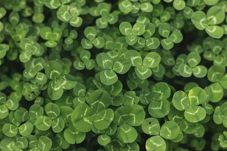 foliage textured background macro shot 69bfadcf13238