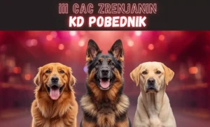 izlozba pasa zrenjanin n 69d6a7027fc18