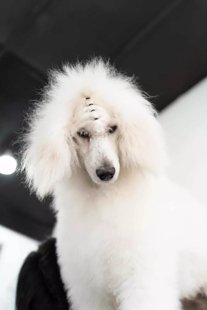 max grooming 2 6a08a23495df7